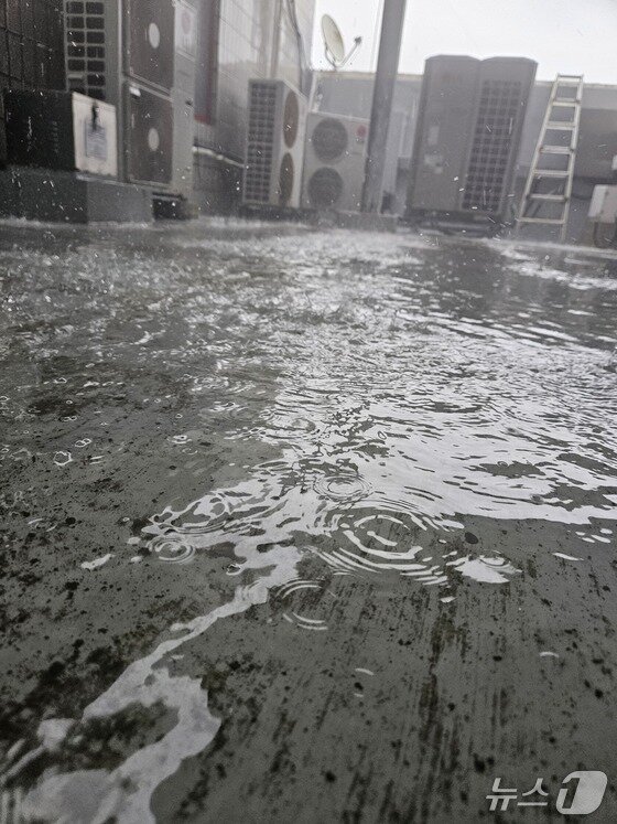 본문 이미지 -  소나기로 물에 잠긴 제천시청 옥상./뉴스1