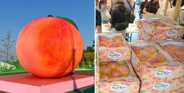 117년 전통 '조치원 복숭아' 축제 25~27일 개최…행사 다채