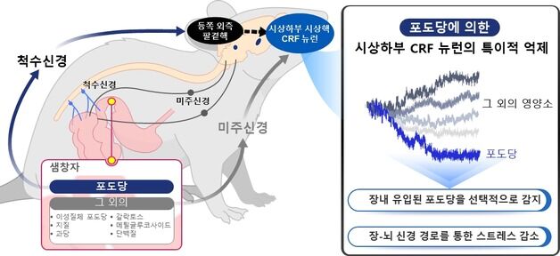 장내 포도당에만 반응하는 신경회로 찾았다…"비만·당뇨 치료 단서"