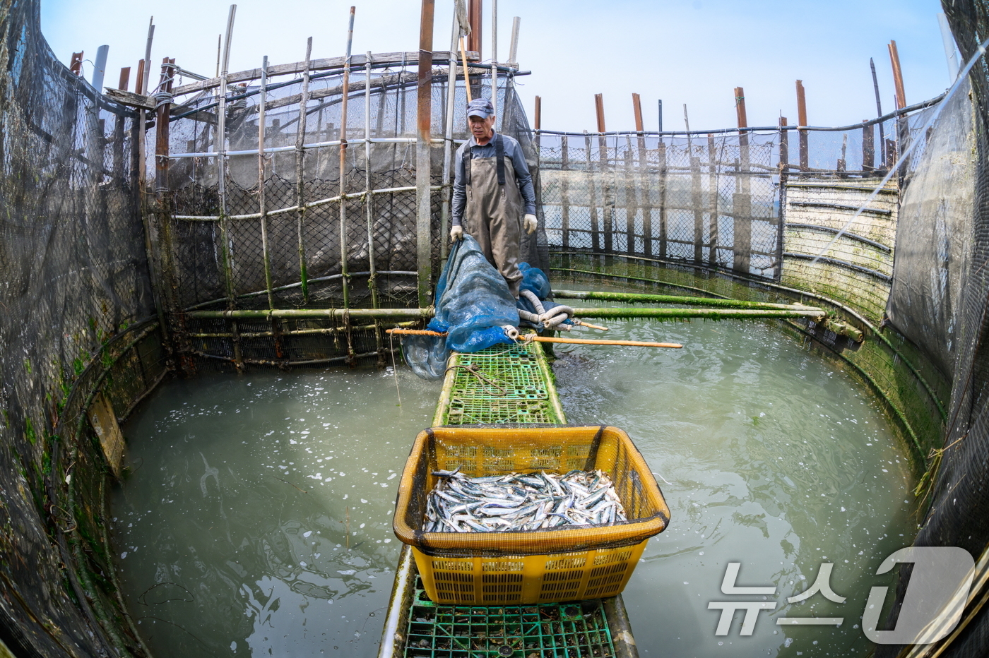 (서울=뉴스1) = 해양수산부는 '남해 지족해협 죽방렴어업'이 9일 세계식량농업기구에서 지정하는 세계중요농업유산'으로 신규 등재되었다고 밝혔다.사진은 죽방렴 구조 모습. (해양수산 …