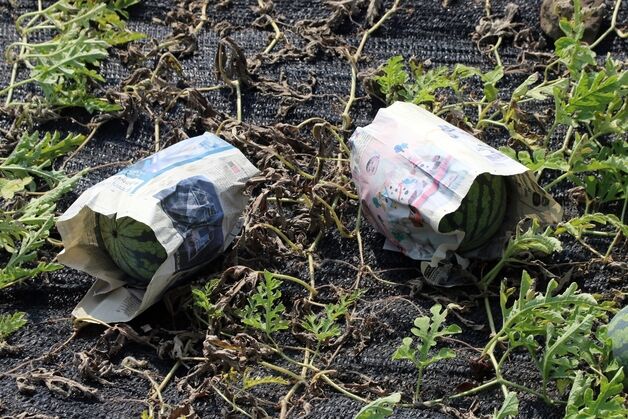 전국 집어삼킨 '괴물폭염' 계속…청주·제주 '열흘 이상' 열대야(종합2보)