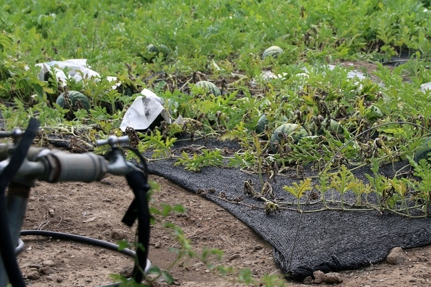 제주도, 역대 두 번째로 덥고 메말랐다…여름철 평균 26.4도