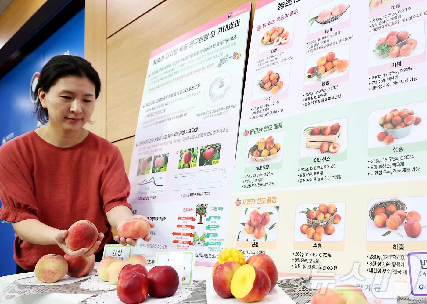 (세종=뉴스1) 김기남 기자 = 농촌진흥청 국립원예특작과학원 관계자가 9일 세종시 정부세종청사 농림축산식품부에서 농촌진흥청이 디지털 육종 연구로 개발한 '옐로드림' 등 복숭아 품종 …