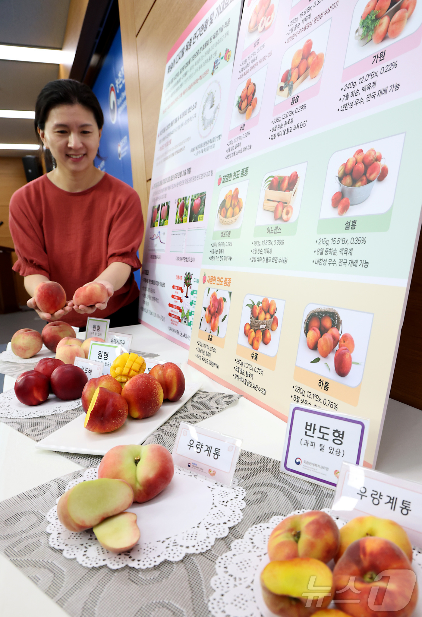 (세종=뉴스1) 김기남 기자 = 농촌진흥청 국립원예특작과학원 관계자가 9일 세종시 정부세종청사 농림축산식품부에서 농촌진흥청이 디지털 육종 연구로 개발한 '옐로드림' 등 복숭아 품종 …