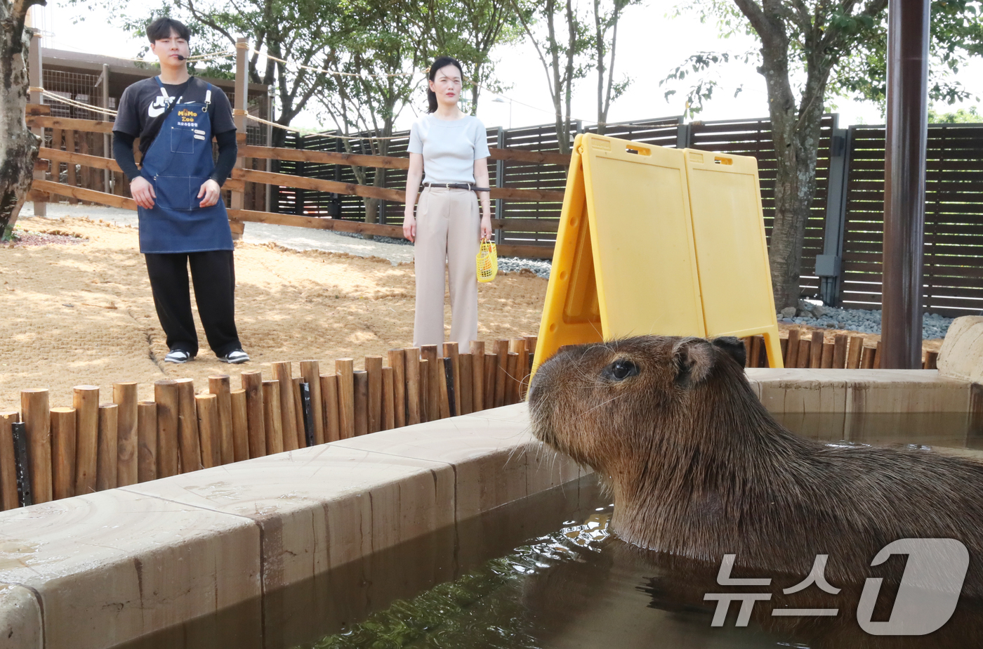 (서귀포=뉴스1) 오현지 기자 = 폭염이 이어지는 9일 오전 제주 서귀포시 안덕면 제주신화월드 내 개장을 앞둔 카피바라 특화 동물원인 '모모쥬 동물원'에서 카피바라가 물놀이를 하고 …