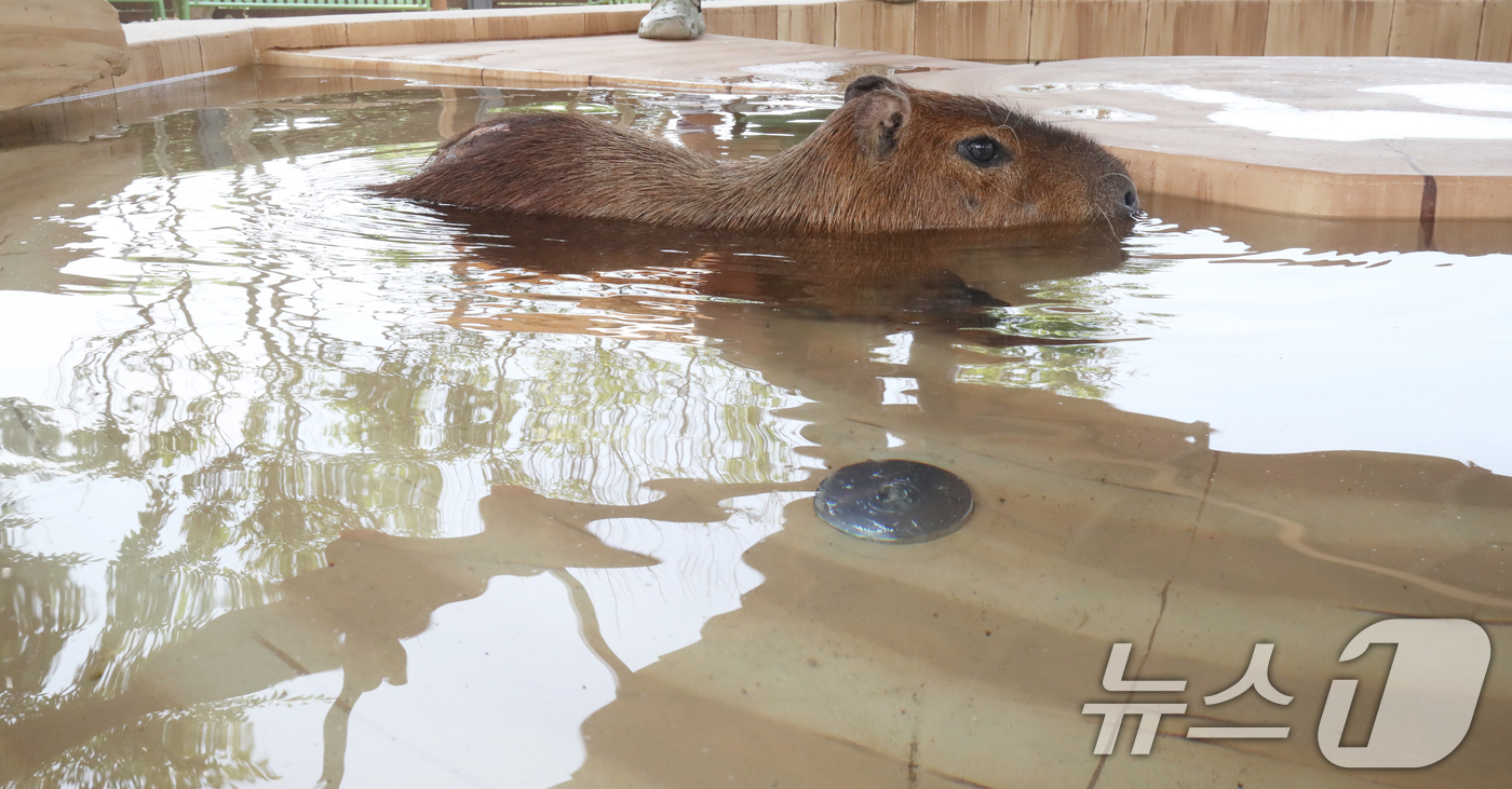 (서귀포=뉴스1) 오현지 기자 = 폭염이 이어지는 9일 오전 제주 서귀포시 안덕면 제주신화월드 내 개장을 앞둔 카피바라 특화 동물원인 '모모쥬 동물원'에서 카피바라가 물놀이를 하고 …