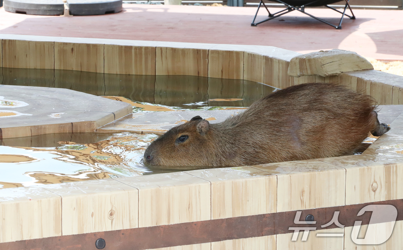 (서귀포=뉴스1) 오현지 기자 = 폭염이 이어지는 9일 오전 제주 서귀포시 안덕면 제주신화월드 내 개장을 앞둔 카피바라 특화 동물원인 '모모쥬 동물원'에서 카피바라가 물놀이를 하고 …