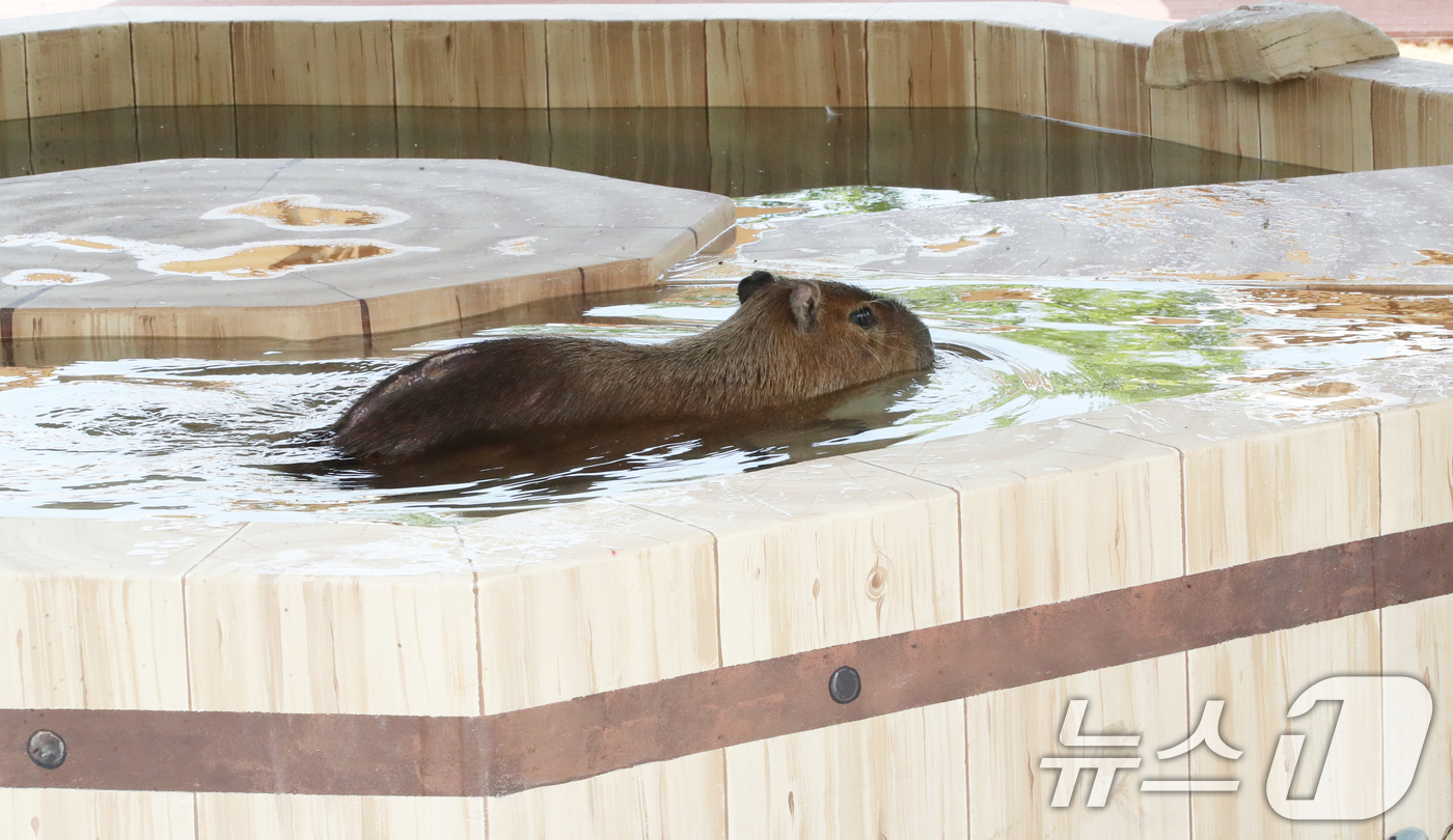 (서귀포=뉴스1) 오현지 기자 = 폭염이 이어지는 9일 오전 제주 서귀포시 안덕면 제주신화월드 내 개장을 앞둔 카피바라 특화 동물원인 '모모쥬 동물원'에서 카피바라가 물놀이를 하고 …