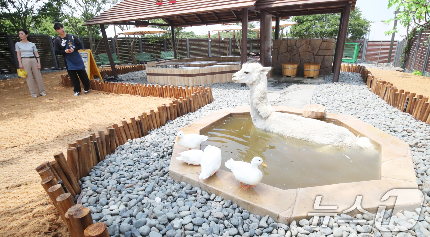 (서귀포=뉴스1) 오현지 기자 = 폭염이 이어지는 9일 오전 제주 서귀포시 안덕면 제주신화월드 내 개장을 앞둔 카피바라 특화 동물원인 '모모쥬 동물원'에서 알파카가 수영장에 들어가 …