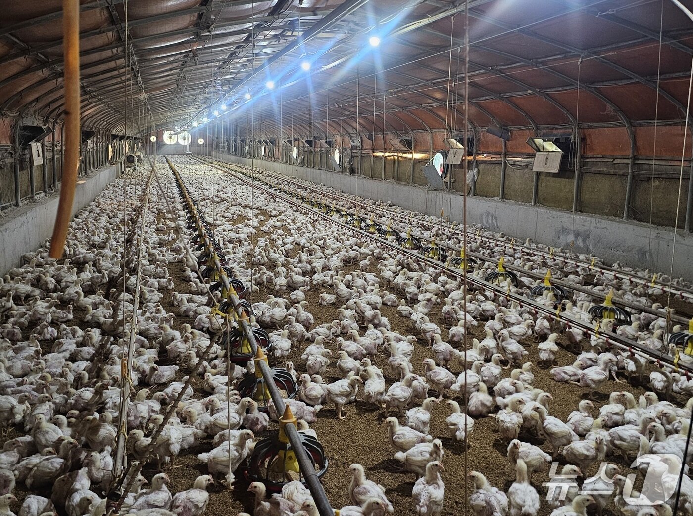 본문 이미지 - 진주시 일반성명의 한 양계장에 공기 순환시설이 가동되고 있다. 2025.7.9/뉴스1 한송학기자