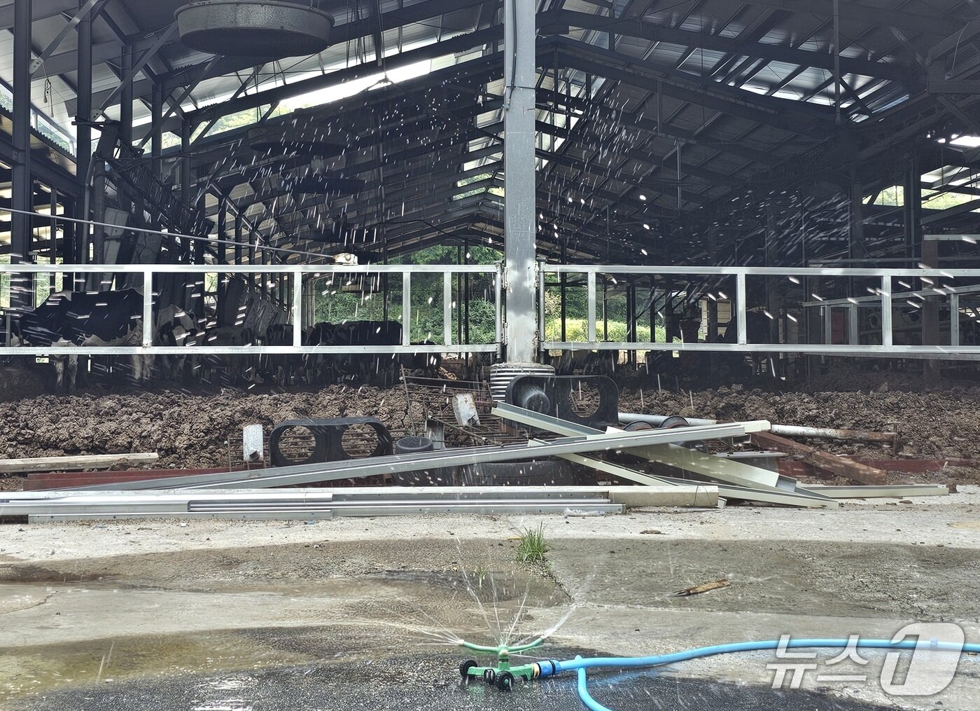 본문 이미지 - 산청군의 한 젖소 농장에 설치된 스프링쿨러. 2025.7.8/뉴스1 한송학기자