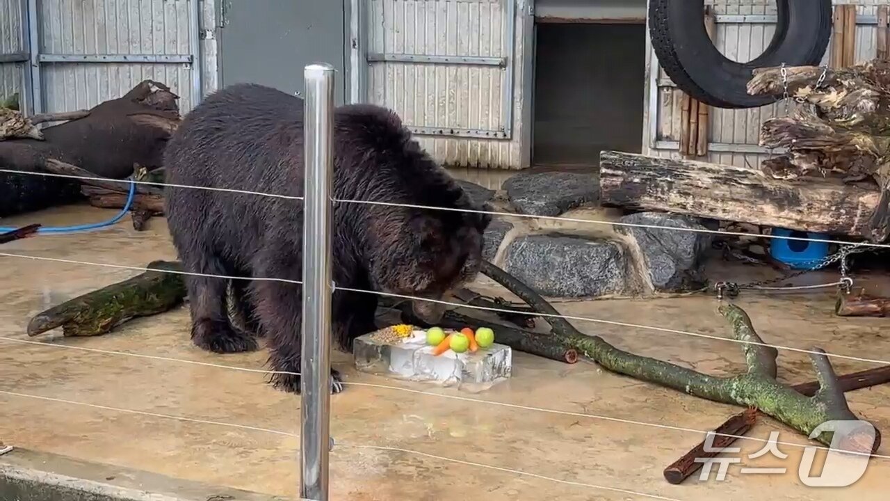 본문 이미지 - 진주시 진양호동물원이 곰에게 무더위를 달래줄 얼음과 과일을 제공했다. 2027.7.9/뉴스1 한송학기자