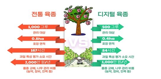 본문 이미지 - 납작 복숭아 육종에 드는 노력과 시간 등 비교 예 &#40;농촌진흥청 제공&#41; 2025.07.09 /뉴스촌