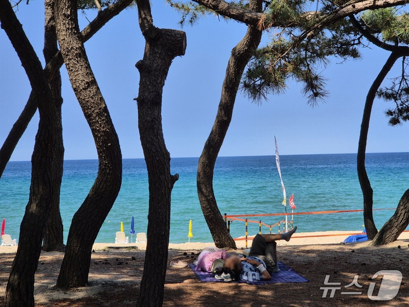 본문 이미지 - 9일 강릉 송정해변을 찾은 시민과 나들이객들이 솔밭 그늘에서 무더위를 식히고 있다. 2025.7.9/뉴스1 윤왕근 기자