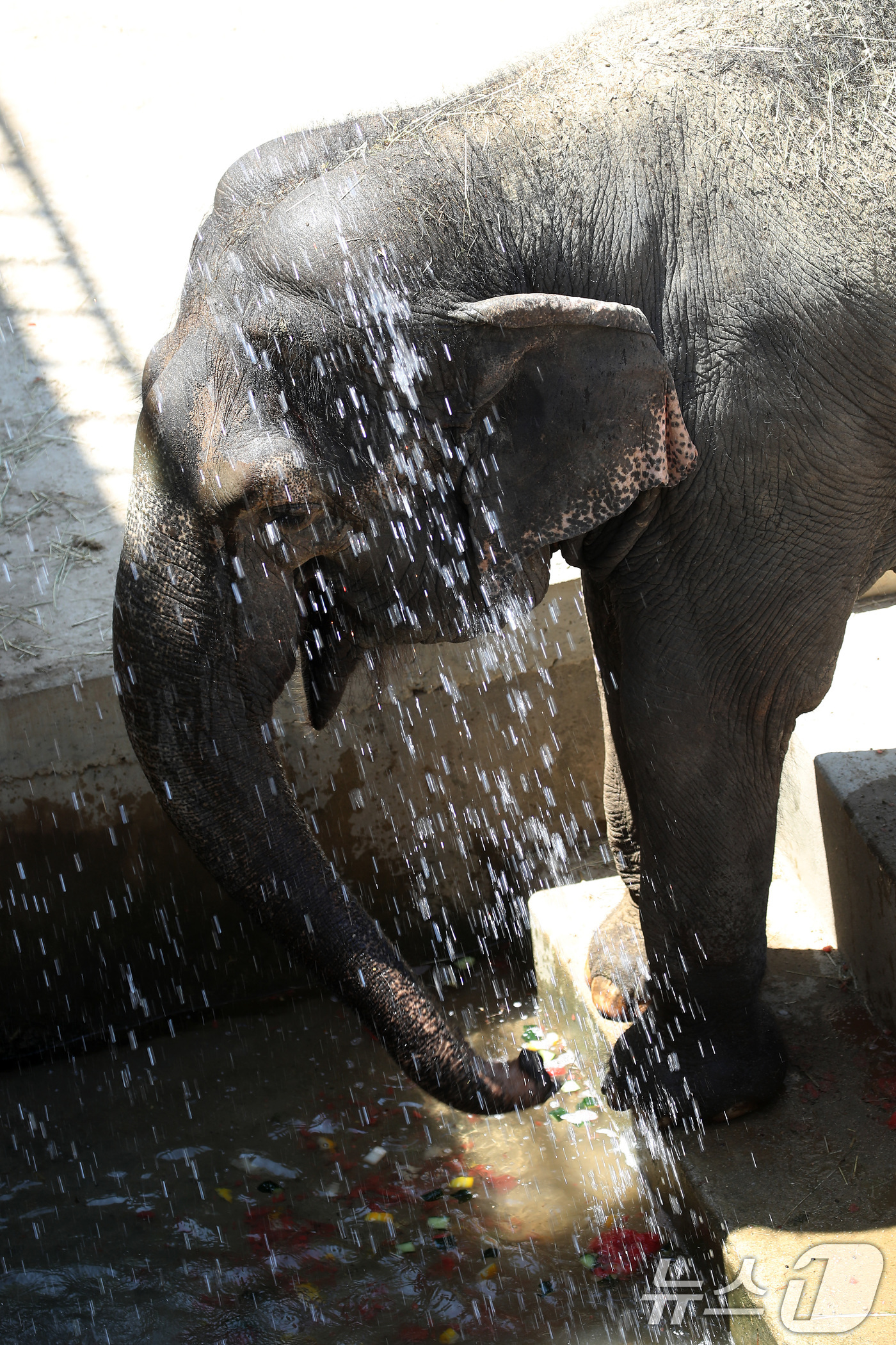 (대구=뉴스1) 공정식 기자 = 열흘 넘게 폭염이 계속된 9일 오후 대구 중구 달성공원에서 56살 코순이(암컷·아시아 코끼리)가 샤워기 아래서 얼음 과일을 먹으며 더위를 식히고 있 …
