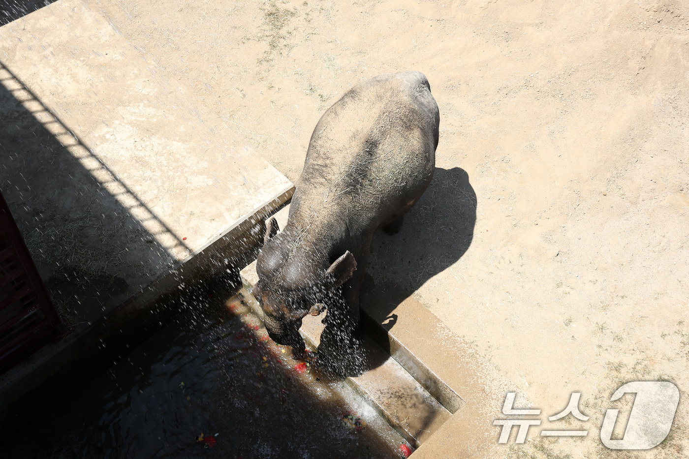 (대구=뉴스1) 공정식 기자 = 열흘 넘게 폭염이 계속된 9일 오후 대구 중구 달성공원에서 56살 코순이(암컷·아시아 코끼리)가 샤워기 아래서 얼음 과일을 먹으며 더위를 식히고 있 …