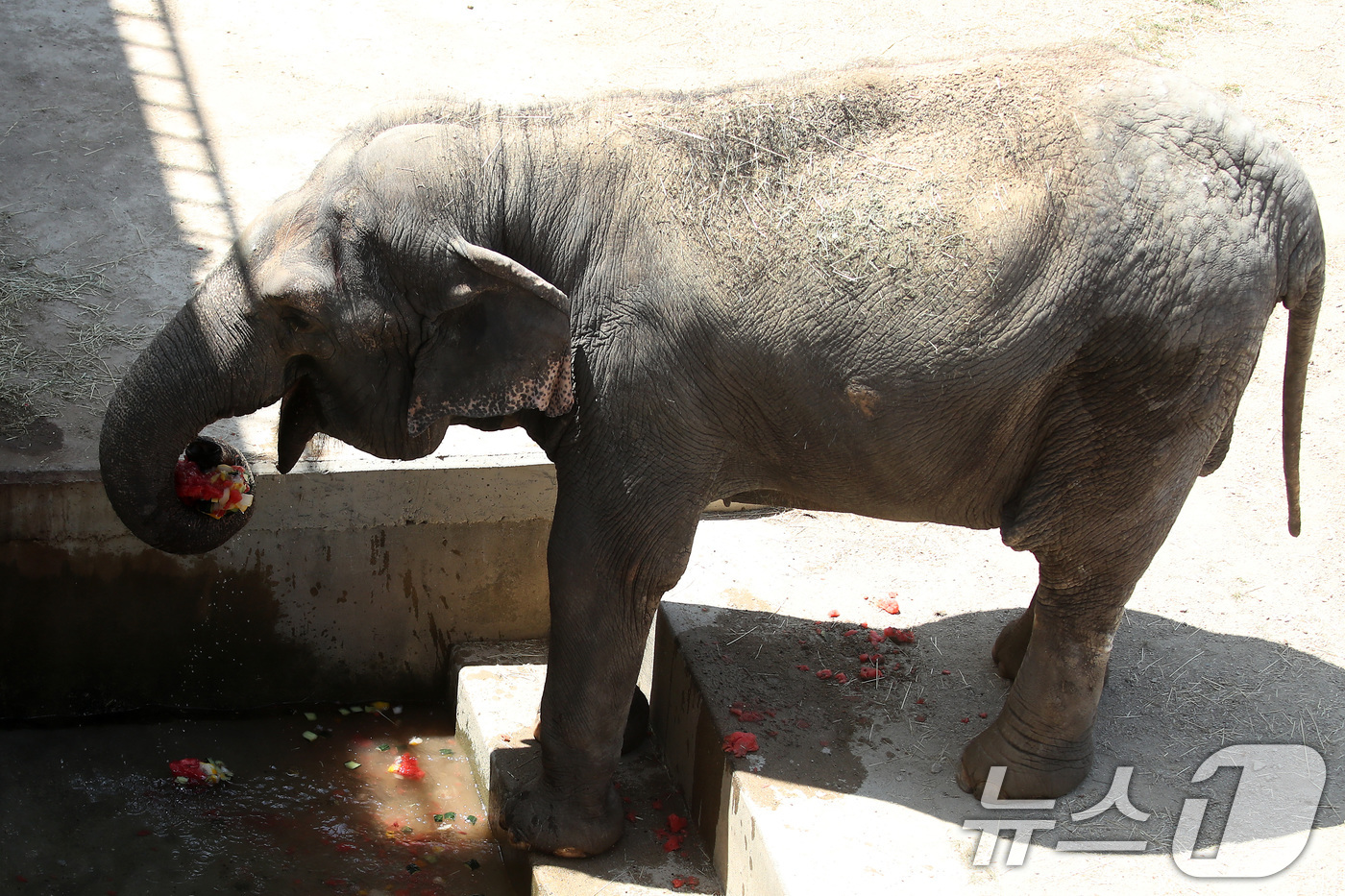 (대구=뉴스1) 공정식 기자 = 열흘 넘게 폭염이 계속된 9일 오후 대구 중구 달성공원에서 56살 코순이(암컷·아시아 코끼리)가 샤워기 아래서 얼음 과일을 먹으며 더위를 식히고 있 …