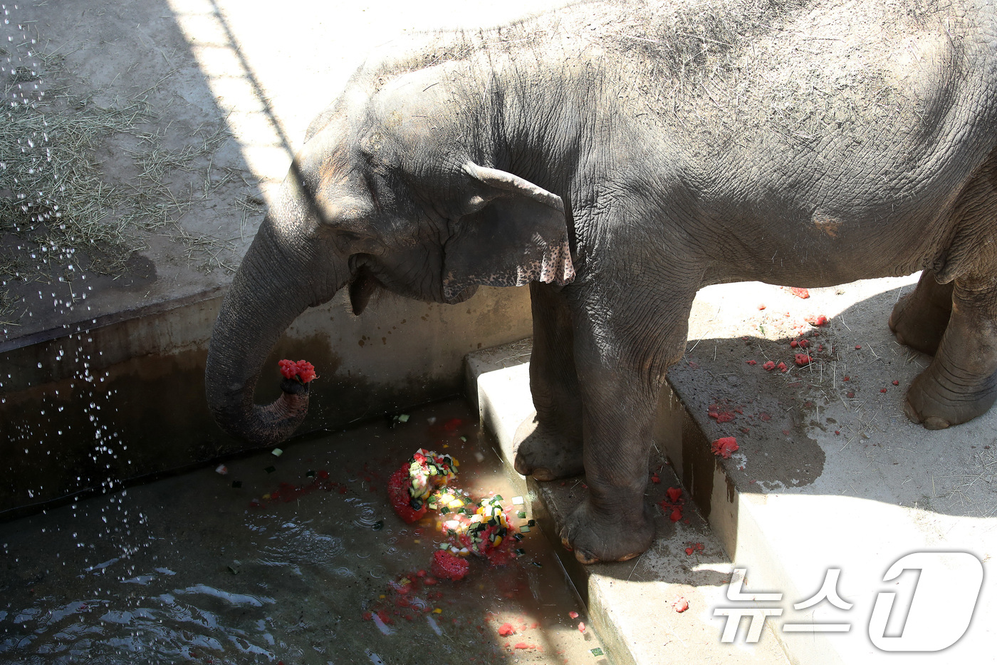(대구=뉴스1) 공정식 기자 = 열흘 넘게 폭염이 계속된 9일 오후 대구 중구 달성공원에서 56살 코순이(암컷·아시아 코끼리)가 샤워기 아래서 얼음 과일을 먹으며 더위를 식히고 있 …