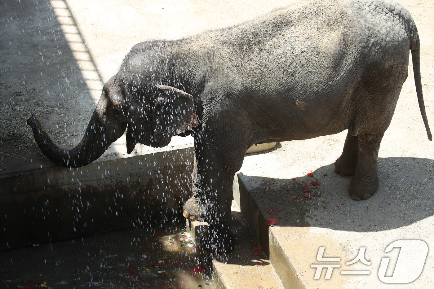 (대구=뉴스1) 공정식 기자 = 열흘 넘게 폭염이 계속된 9일 오후 대구 중구 달성공원에서 56살 코순이(암컷·아시아 코끼리)가 샤워기 아래서 얼음 과일을 먹으며 더위를 식히고 있 …