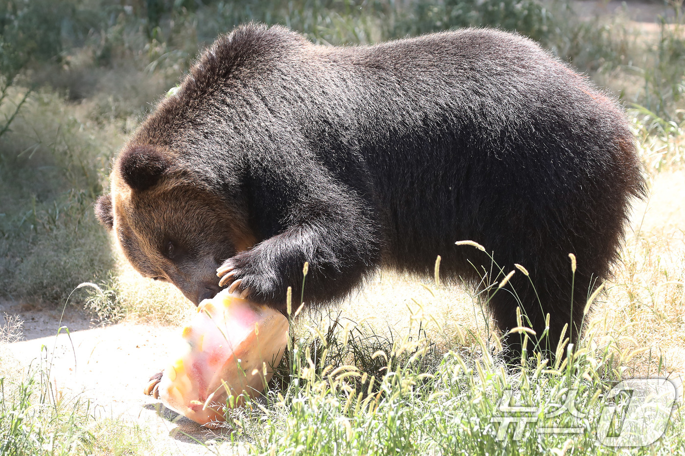 (대구=뉴스1) 공정식 기자 = 열흘 넘게 폭염이 계속된 9일 오후 대구 중구 달성공원에서 에조 불곰이 얼음 과일을 먹으며 더위를 식히고 있다. 2025.7.9/뉴스1