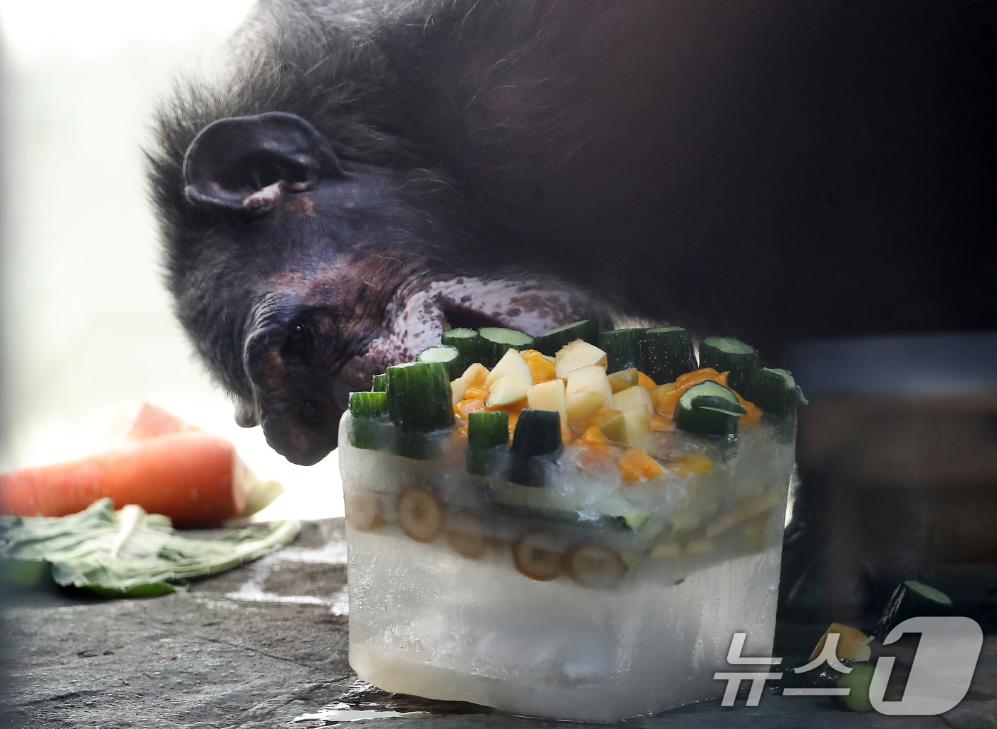 (대구=뉴스1) 공정식 기자 = 열흘 넘게 폭염이 계속된 9일 오후 대구 중구 달성공원에서 침팬지가 얼음 과일을 먹으며 더위를 식히고 있다. 2025.7.9/뉴스1