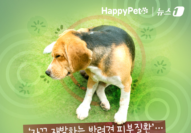 '자꾸 재발하는 반려견 피부질환'…안전하게 관리하려면[펫카드]