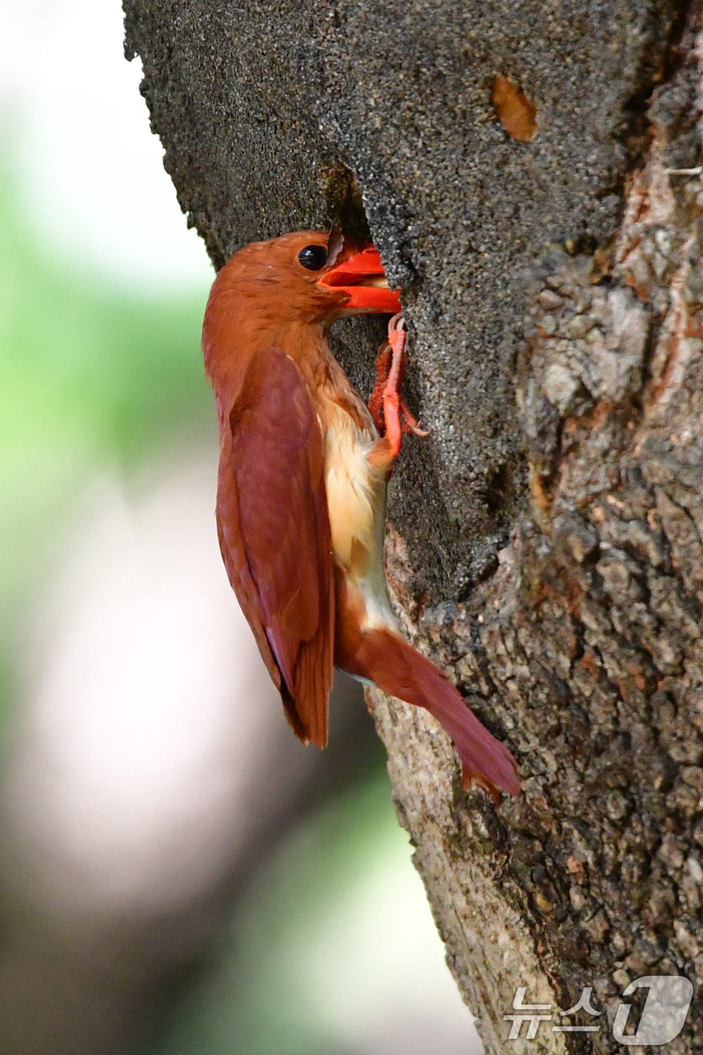 (경주=뉴스1) 최창호 기자 = 9일  경북 경주시 안강읍 옥산서원 고목 나무에 둥지를 튼 호반새가 새끼들에게 먹잇감을 물어다 주고 있다. 2025.7.9/뉴스1