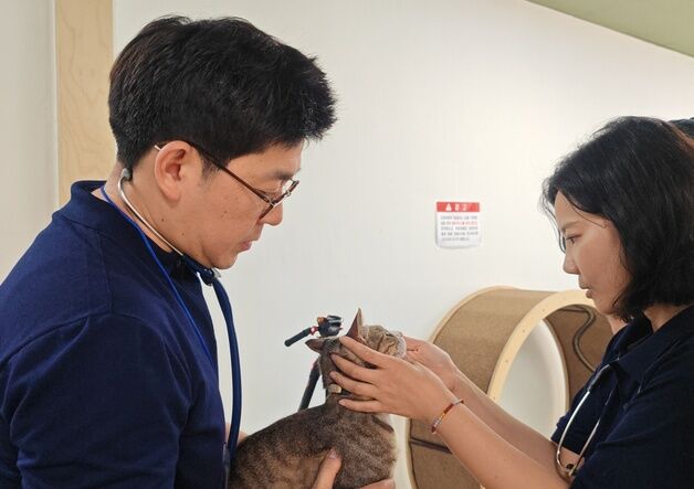 한국고양이수의사회, 통영 고양이학교 찾아 건강·행동 상태 점검