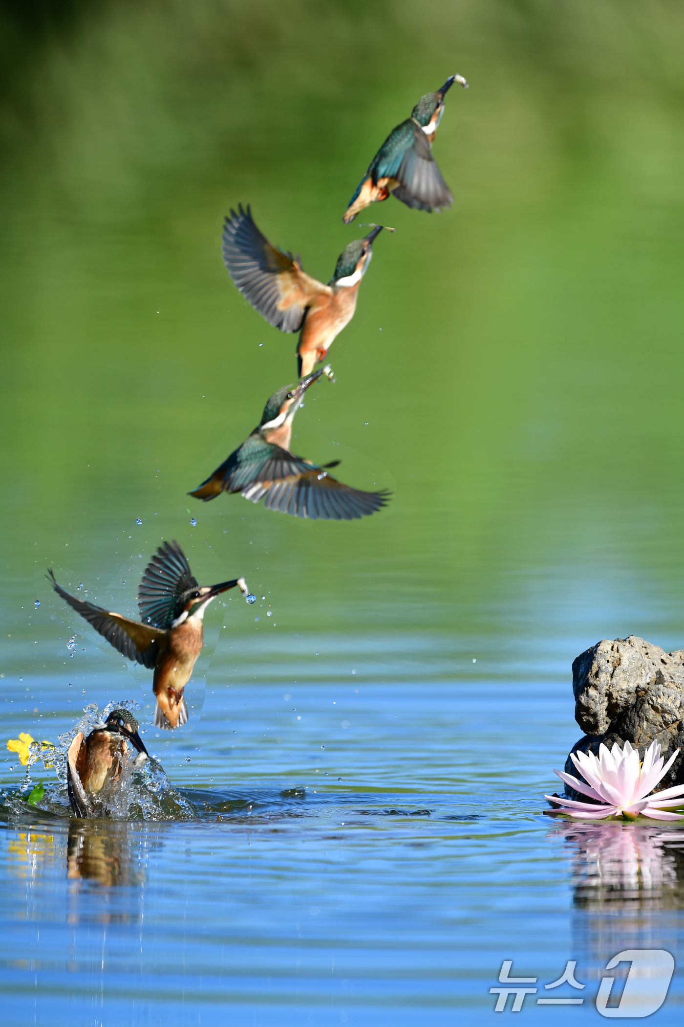 (포항=뉴스1) 최창호 기자 = 1일 오전 경북 포항시 북구 흥해읍 냇가에서 물총새 한마리가 물고기 사냥에 한창이다.물총새는 냇가 주변에 있는 나뭇가지 등에 앉아있다 물속위로 뛰어 …