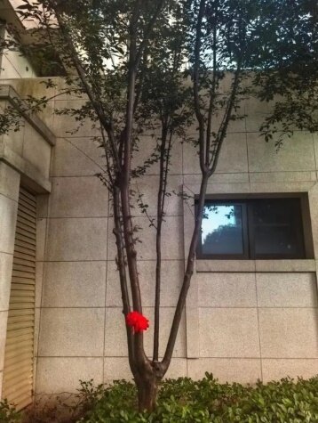 본문 이미지 - &#40;SCMP 갈무리&#41;