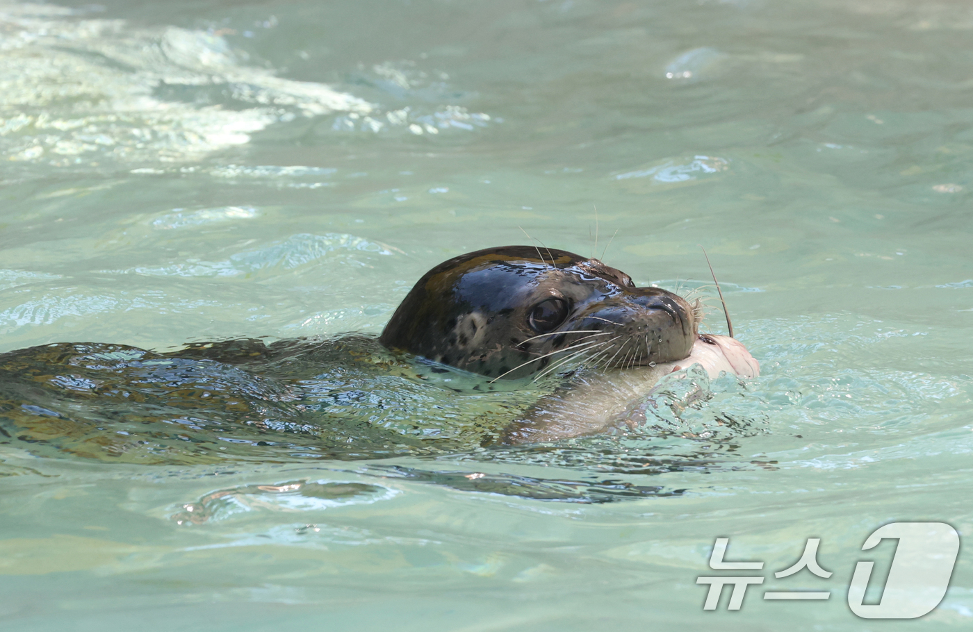 (과천=뉴스1) 김영운 기자 = 1일 경기 과천시 서울대공원에서 열린 '동물원 여름나기' 공개 행사에서 점박이 물범이 여름 특식을 먹고 있다. 2025.8.1/뉴스1