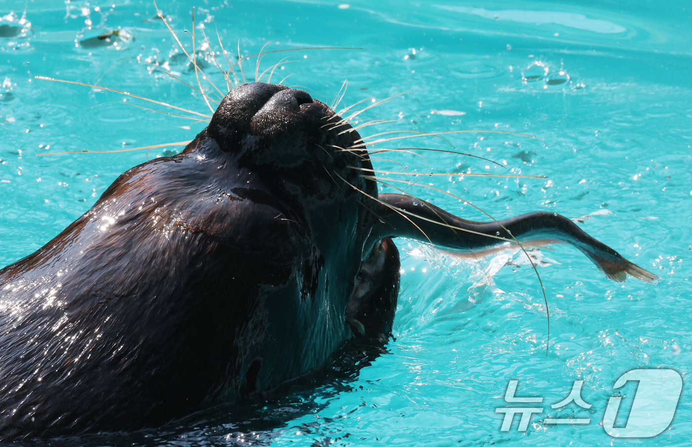 (과천=뉴스1) 김영운 기자 = 1일 경기 과천시 서울대공원에서 열린 '동물원 여름나기' 공개 행사에서 오타리아가 여름 특식을 먹고 있다. 2025.8.1/뉴스1