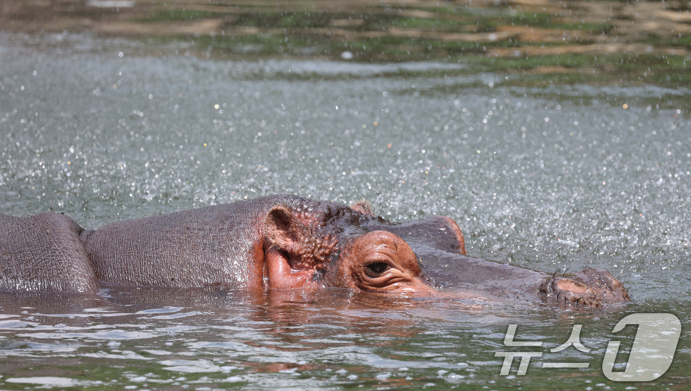 (과천=뉴스1) 김영운 기자 = 1일 경기 과천시 서울대공원에서 열린 '동물원 여름나기' 공개 행사에서 하마가 여름 특식을 먹고 있다. 2025.8.1/뉴스1