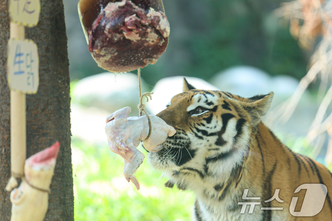 (과천=뉴스1) 김영운 기자 = 1일 경기 과천시 서울대공원에서 열린 '동물원 여름나기' 공개 행사에서 호랑이가 여름 특식을 먹고 있다. (공동취재) 2025.8.1/뉴스1