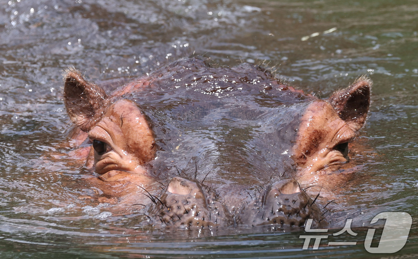 (과천=뉴스1) 김영운 기자 = 1일 경기 과천시 서울대공원에서 열린 '동물원 여름나기' 공개 행사에서 하마가 여름 특식을 먹고 있다. 2025.8.1/뉴스1