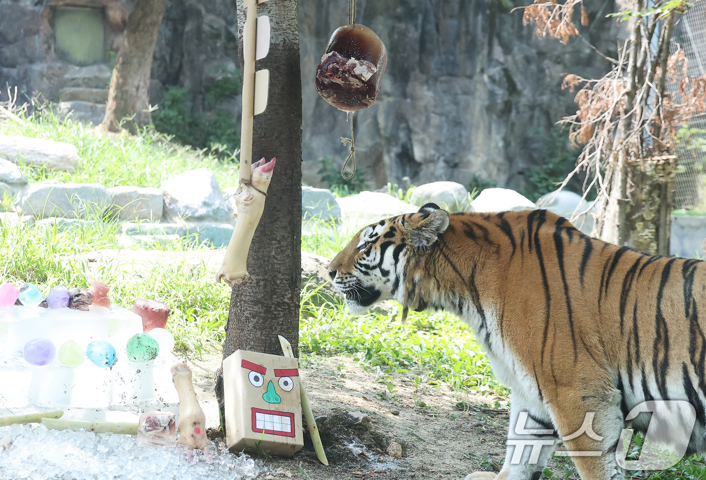 (과천=뉴스1) 김영운 기자 = 1일 경기 과천시 서울대공원에서 열린 '동물원 여름나기' 공개 행사에서 호랑이가 여름 특식을 바라보고 있다. (공동취재) 2025.8.1/뉴스1