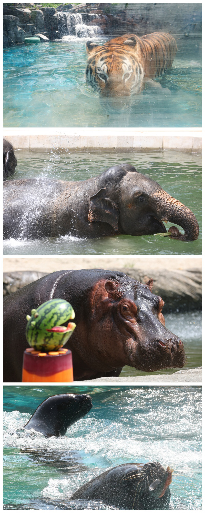 (과천=뉴스1) 김영운 기자 = 1일 경기 과천시 서울대공원에서 열린 '동물원 여름나기' 공개 행사에서 호랑이, 코끼리, 하마, 점박이 물범이 여름 특식을 먹으며 무더위를 이겨내고 …