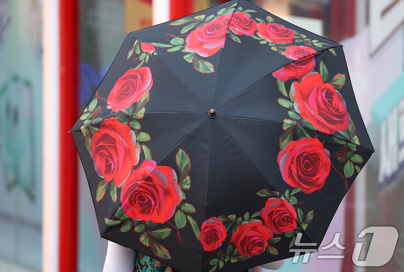 본문 이미지 - 폭염이 계속된 1일 대구 중구 동성로에서 시민들이 양산을 펼쳐 뙤약볕을 가린 채 발걸음을 옮기고 있다. 2025.8.1/뉴스1 ⓒ News1 공정식 기자