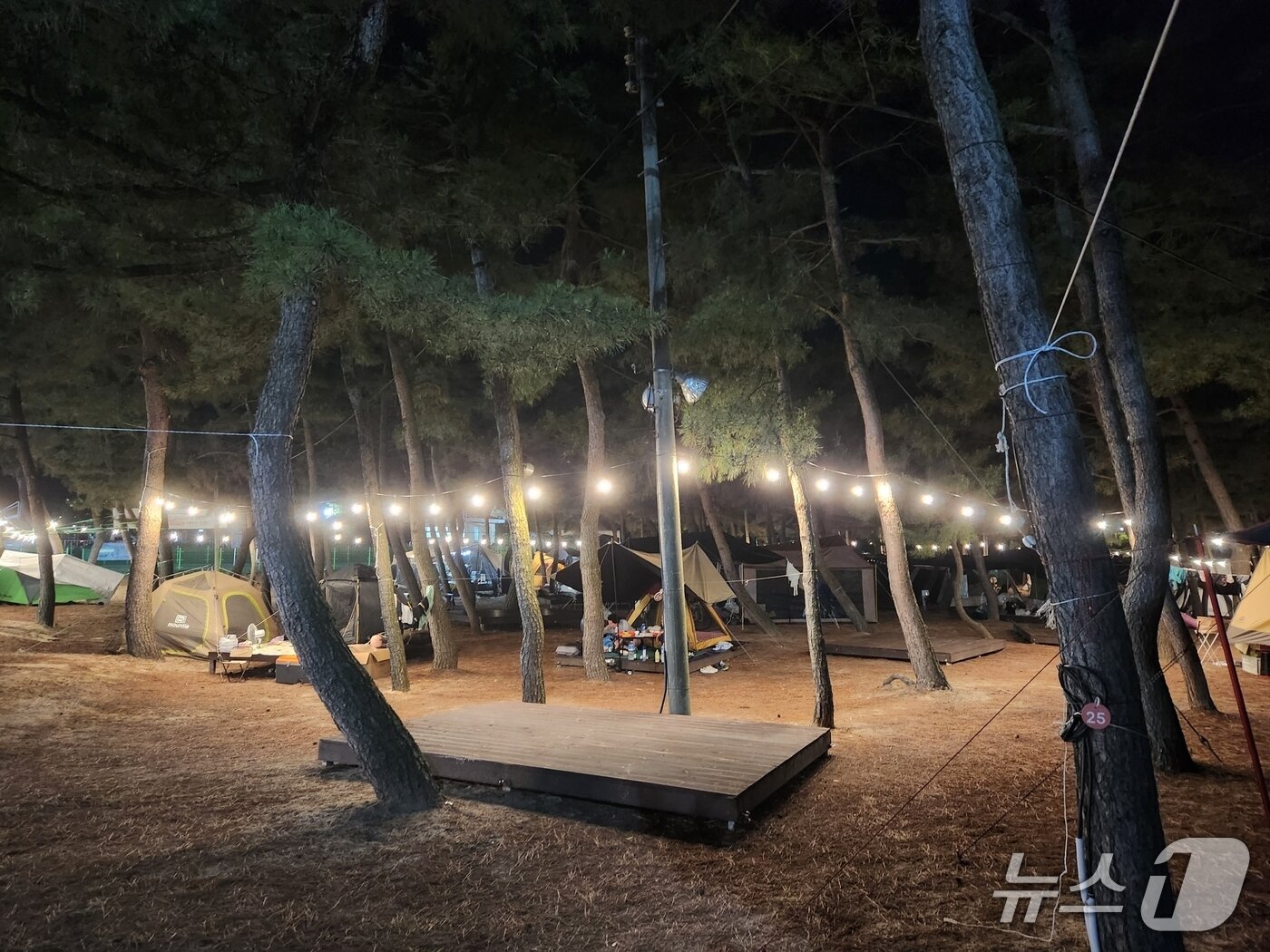 본문 이미지 - 주문진해수욕장 캠핑비어 페스티벌.&#40;강릉시 제공. 재판매 및 DB금지&#41;/뉴스1