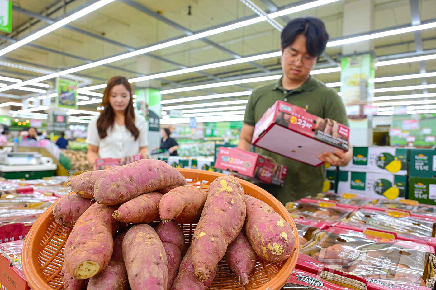 (서울=뉴스1) = 농식품 전문 매장 농협 하나로마트를 운영하는 농협유통이 달콤한 영양 간식 햇고구마를 첫 판매한다고 10일 밝혔다.사진은 서울 서초구 농협유통 하나로마트 양재점에 …