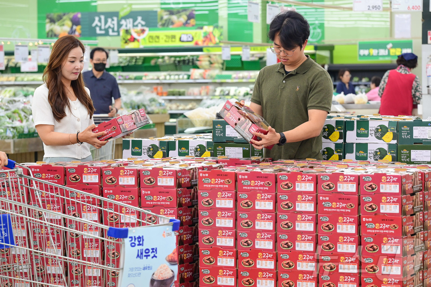 (서울=뉴스1) = 농식품 전문 매장 농협 하나로마트를 운영하는 농협유통이 달콤한 영양 간식 햇고구마를 첫 판매한다고 10일 밝혔다.사진은 서울 서초구 농협유통 하나로마트 양재점에 …