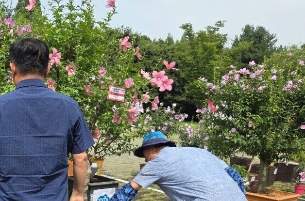경북 무궁화 분화 품평회서 상주시 '금상'…산림환경연구원 전시