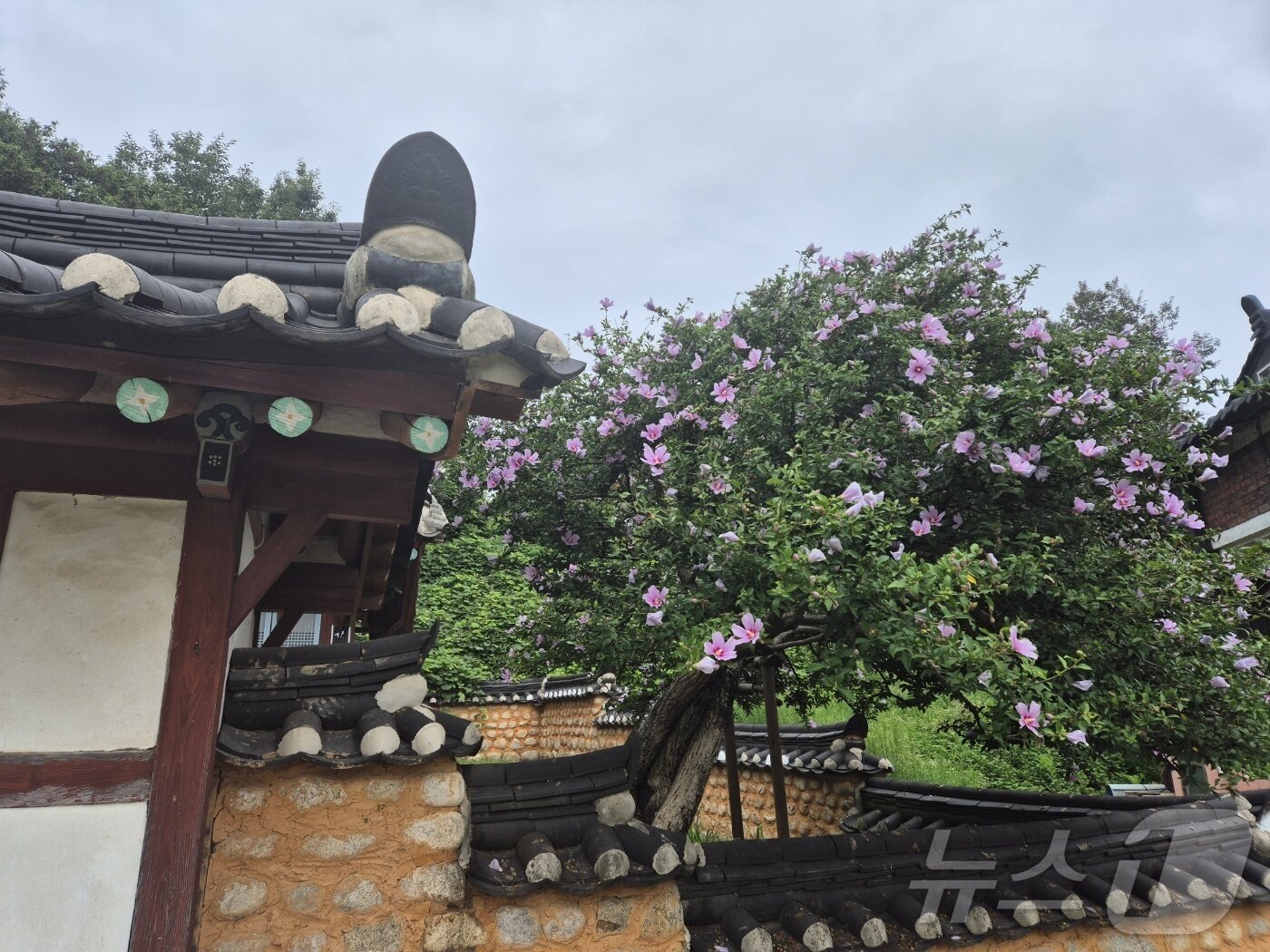 본문 이미지 - 제80주년 광복절을 나흘 앞둔 11일 강원 강릉시 사천면 방동리에 추정 수령 120년 이상의 국내 최고령 무궁화가 활짝 피어있다. 2025.8.11/뉴스1 ⓒ News1 윤왕근 기자