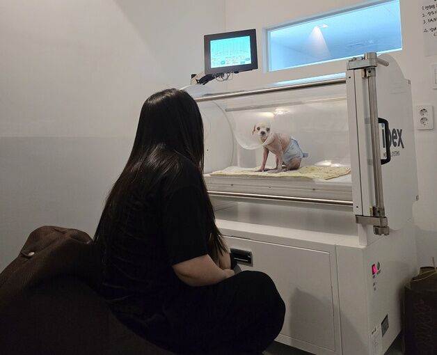 "종양 치료 등 활용"…사라양한방동물병원, 고압산소치료기 도입