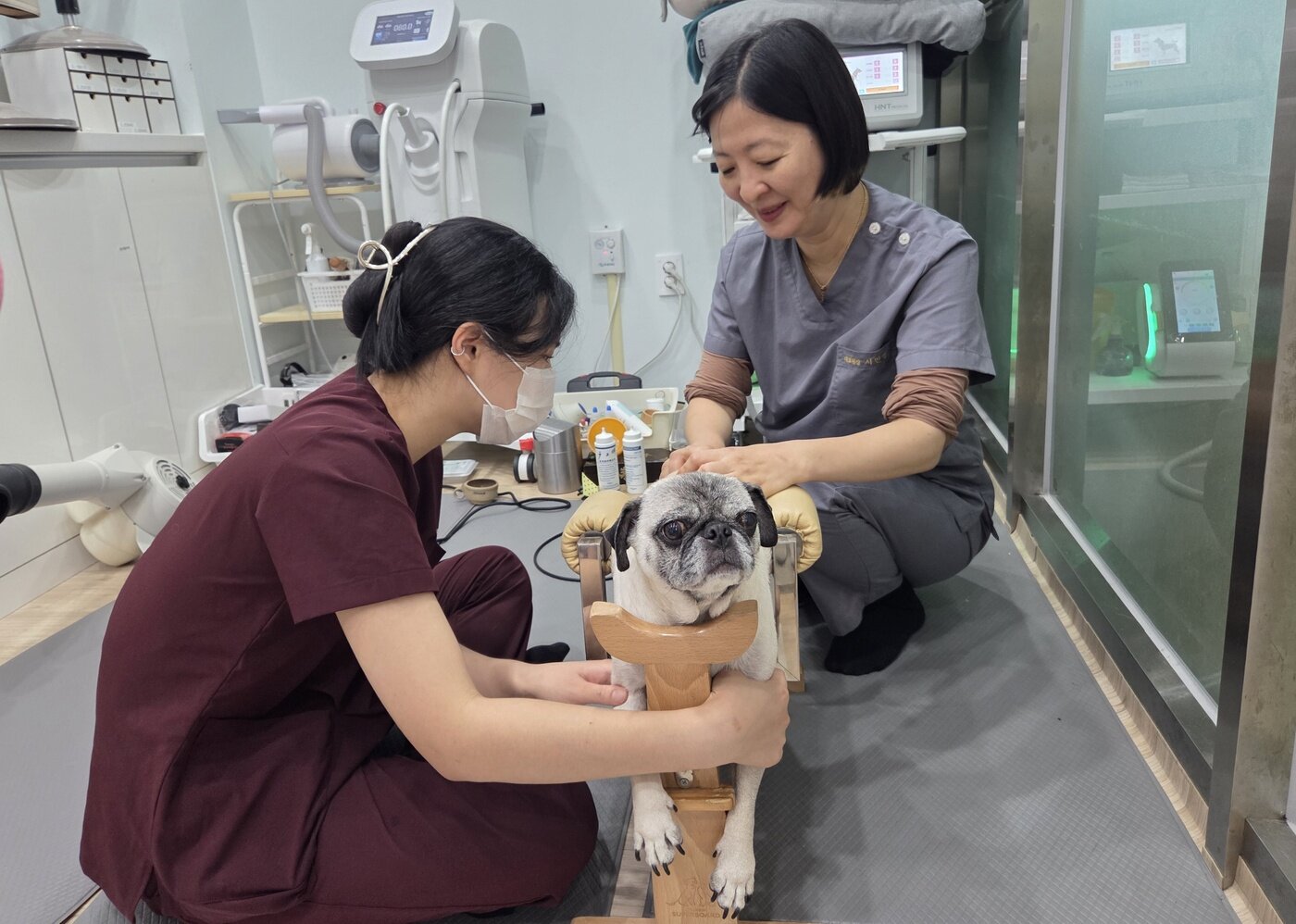본문 이미지 - 서민영 사라양한방동물병원 원장&#40;오른쪽&#41;이 재활실에서 진료를 보고 있다. ⓒ 뉴스1 한송아 기자