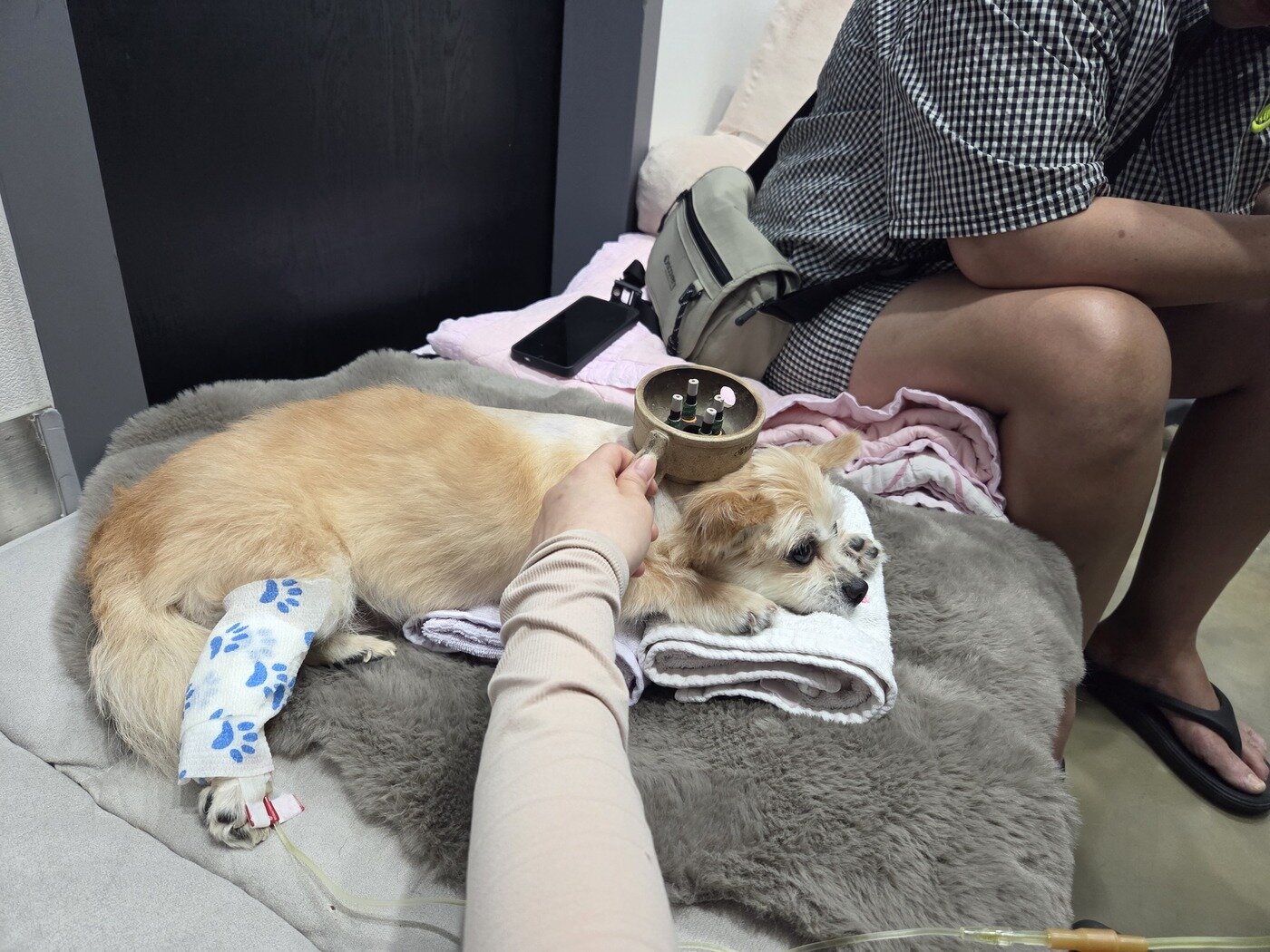 본문 이미지 - 수액 처치와 뜸 치료를 받고 있는 반려견과 보호자가 함께하고 있다. ⓒ 뉴스1 한송아 기자