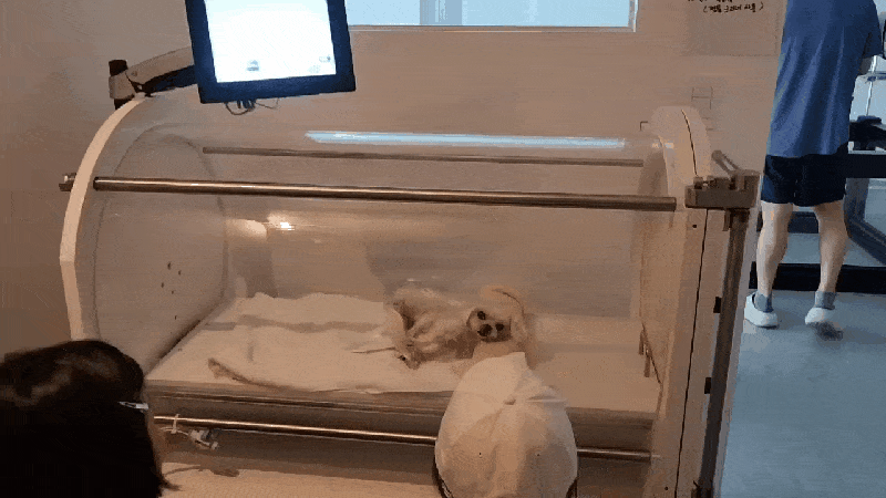 본문 이미지 - 사라양한방동물병원에서 최근 도입한 아이벡스 동물용 고압산소치료기에서 반려견이 치료를 받고 있다&#40;동물병원 제공&#41;. ⓒ 뉴스1