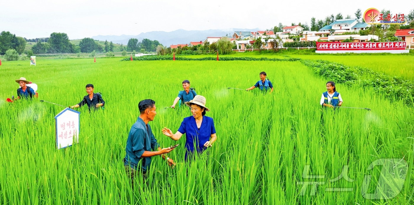 (평양 노동신문=뉴스1) = 북한 노동당 기관지 노동신문은 12일 금야군 사룡농장에서 농작물비배관리를 책임적으로 해나가고 있다고 보도했다. [국내에서만 사용가능. 재배포 금지. D …