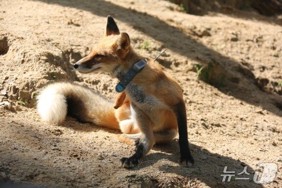 본문 이미지 - 붉은여우 목에 GPS가 걸려있다. 여우의 행동 반경을 연구해 복원 사업을 위한 데이터를 수집한다.&#40;국립공원공단 제공. 재판매 및 DB 금지&#41;2025.8.12/뉴스1