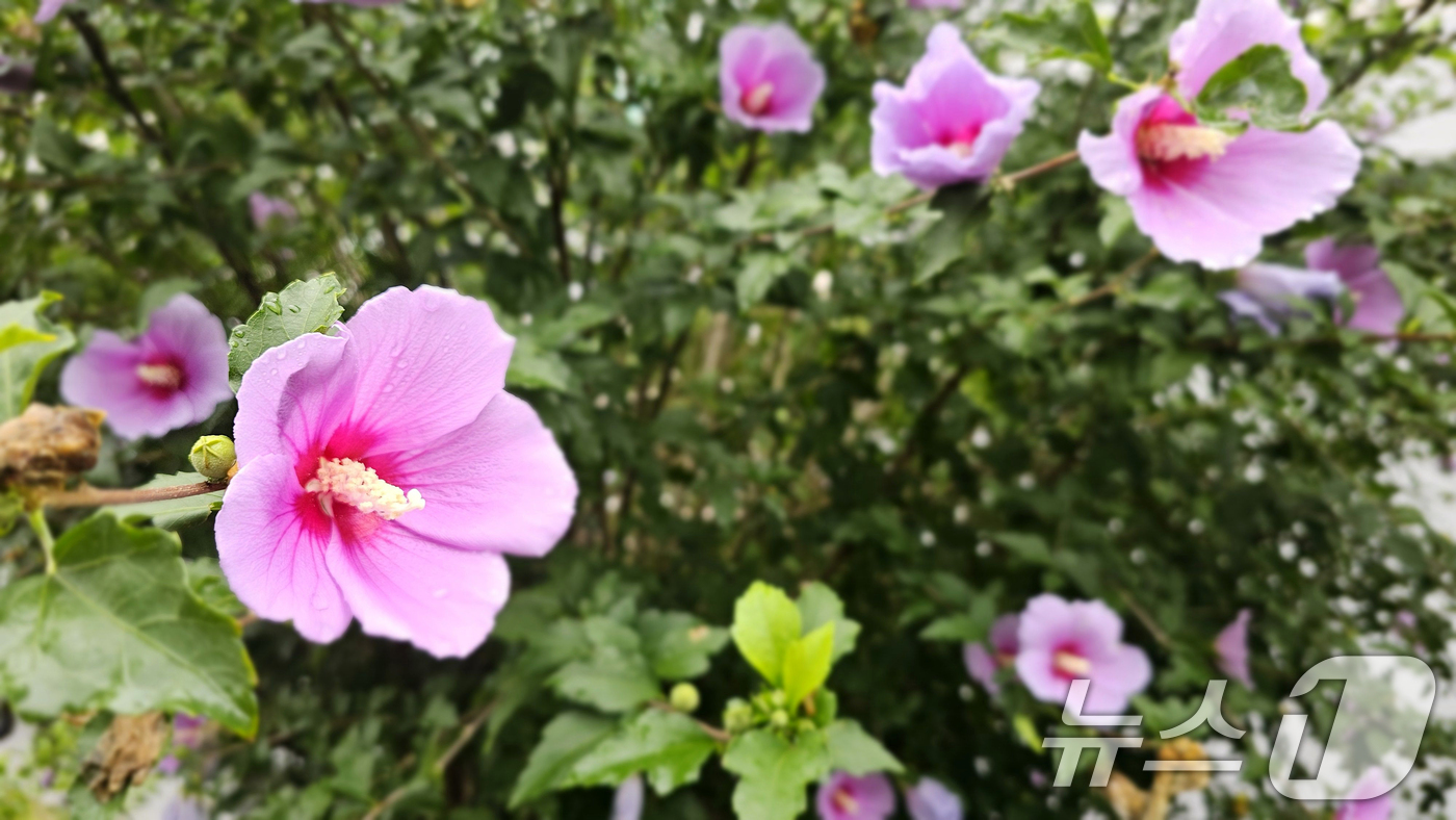 (포항=뉴스1) 최창호 기자 = 광복 80주년을 앞둔 12일 오전 경북  포항시 북구 장성동 아파트 단지 화단에서 무궁화가 꽃망울을 활짝 터뜨리고 있다. 2025.8.12/뉴스1